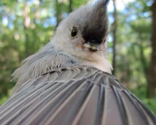 Руководство по селфи