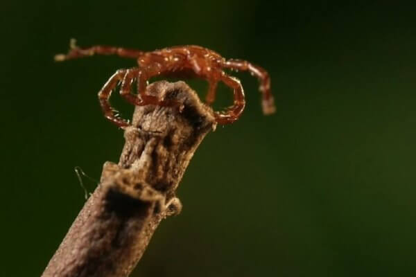 клещ Lone Star tick