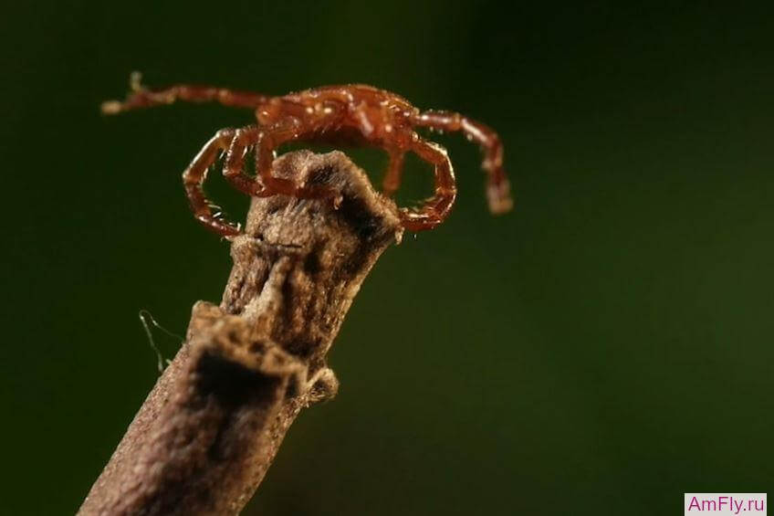 клещ Lone Star tick